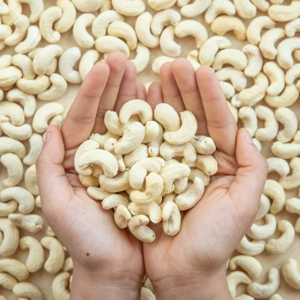 Cashew 240