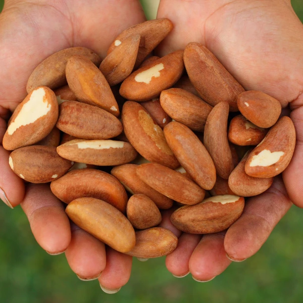 BRAZIL NUT