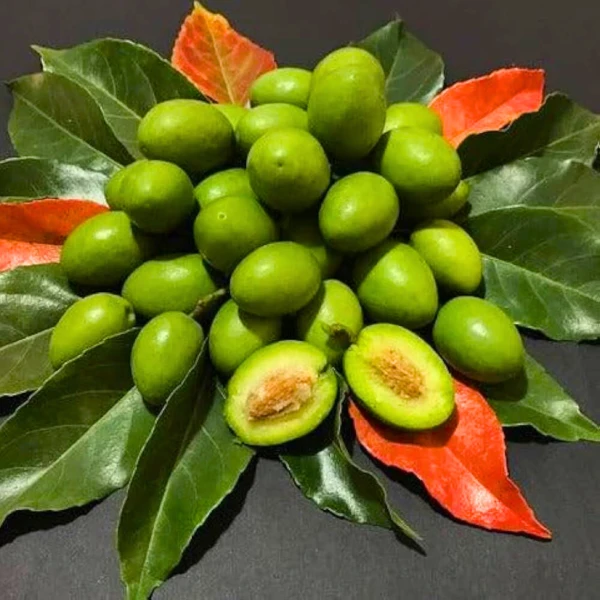 OLIVE SEED